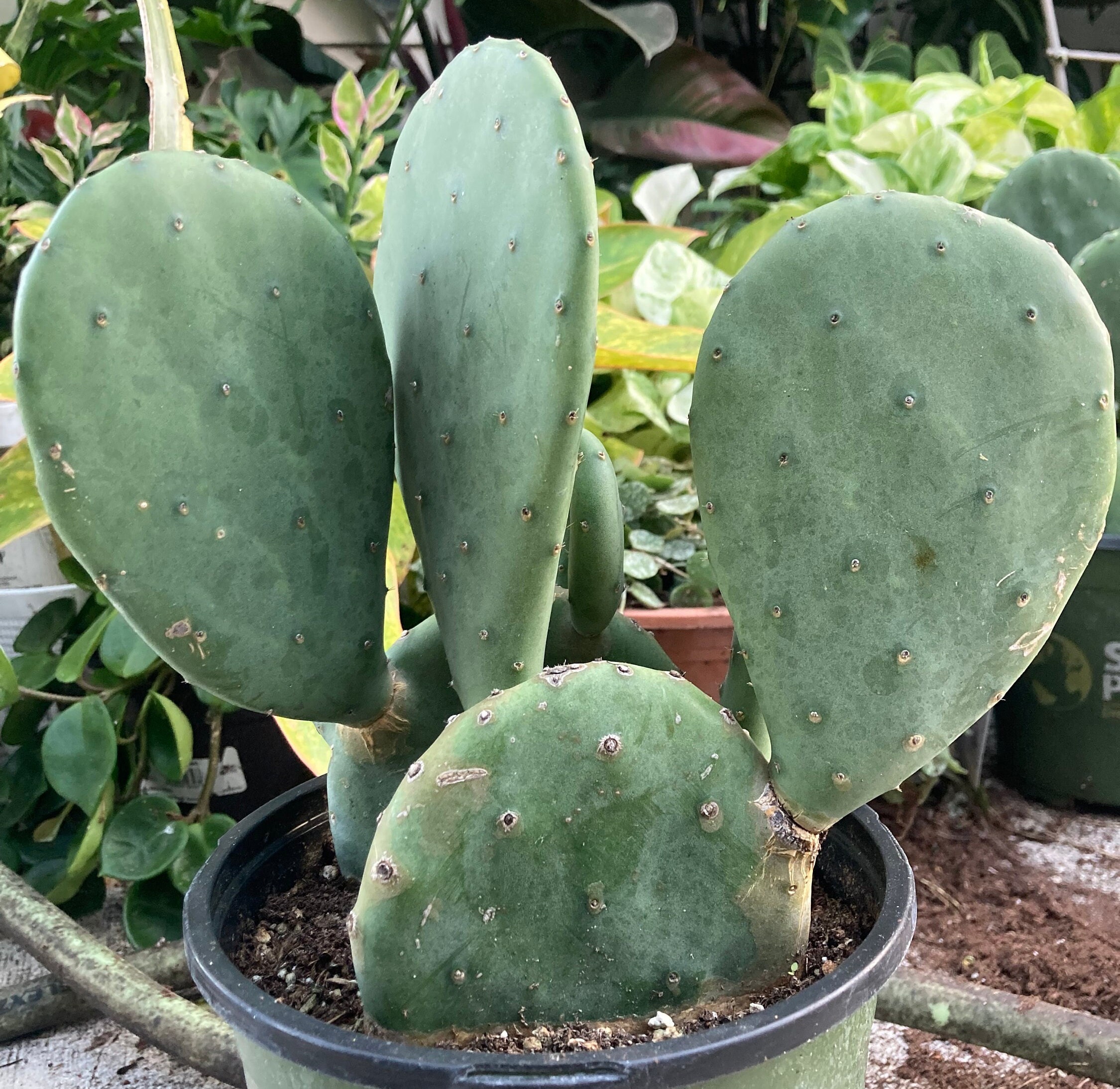 Spineless Prickly Pear Cactus