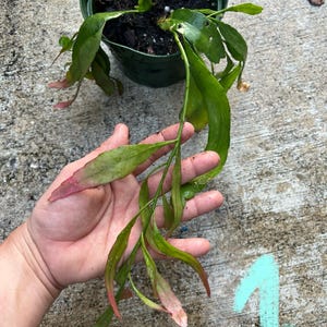 Pseudorhipsalis Ramuloas Red Mistletoe Cactus