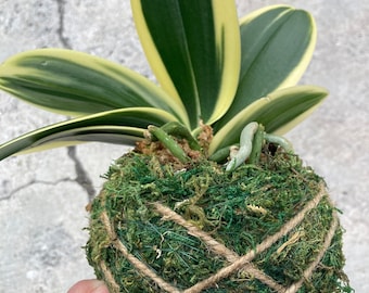 Variegated orchid in kokodama moss pot