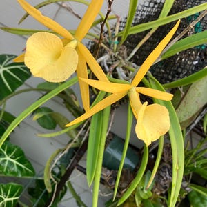 Orchid Mount / Mounted orchid