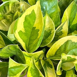 Pothos bundle mystery