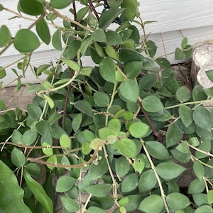 Hoya Nummularioides