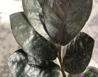 Black Raven ZZ Plant