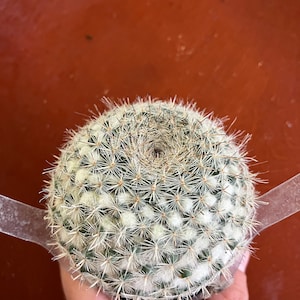Mammillaria Hahniana Old Lady cactus