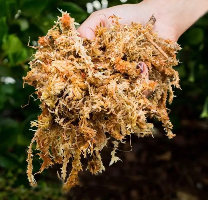 1* Sphagnum Moss 6L Dry Sphagnum Moss for Plants Carnivorous Plant