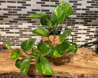 Global Green Pothos