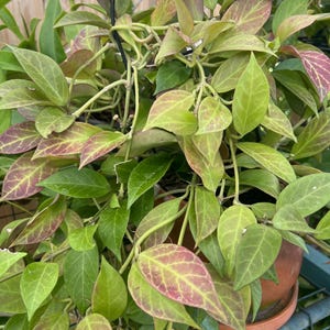 Hoya Sunrise cutting