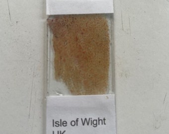 May include: A close-up of a microscope slide with a sample of dinosaur bone. The slide is labeled "Dinosaur Bone" and "Isle of Wight UK".