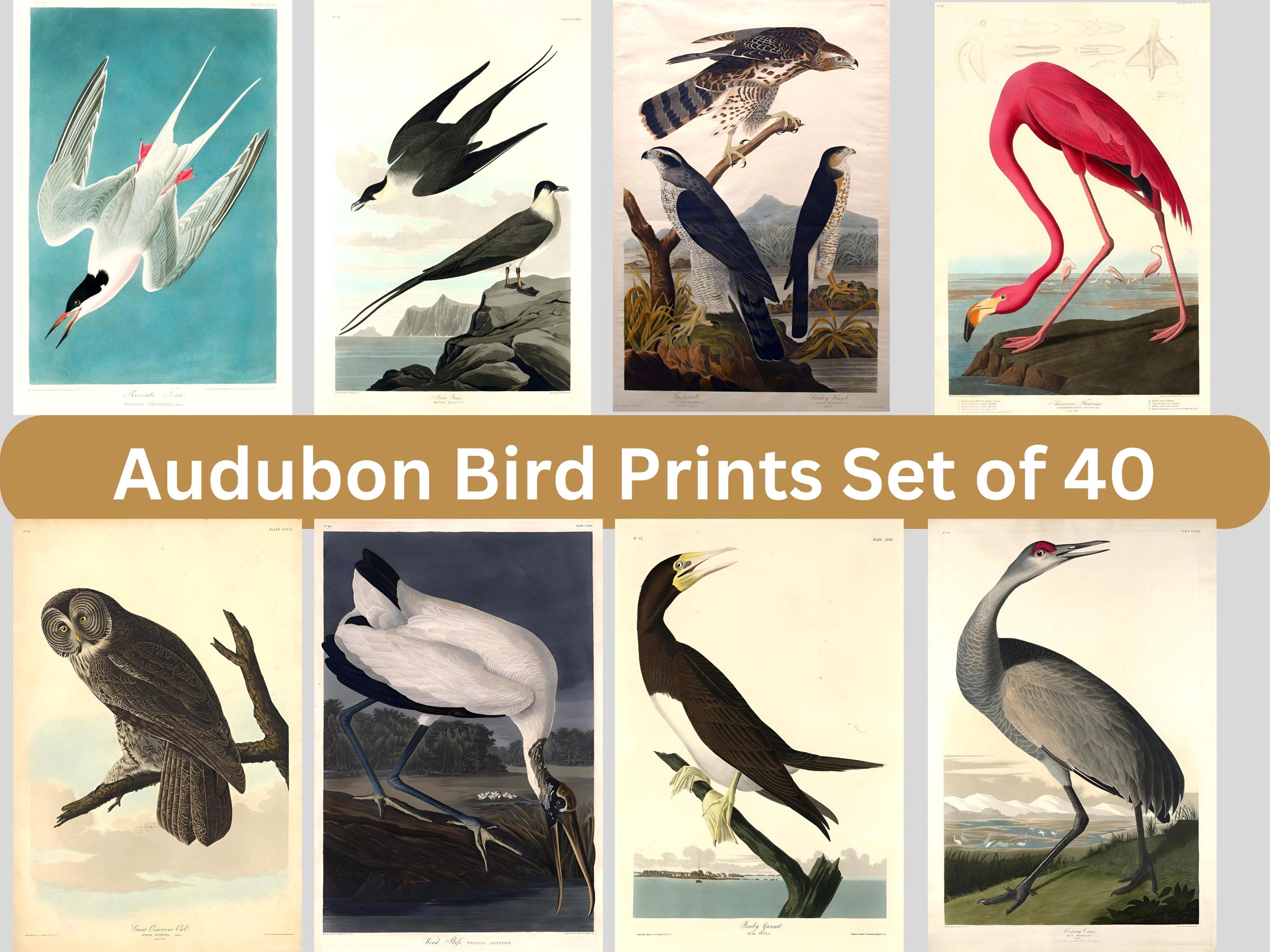 Audubon Bird Prints: Vintage Gallery Wall Art Set of 40 (digital ...