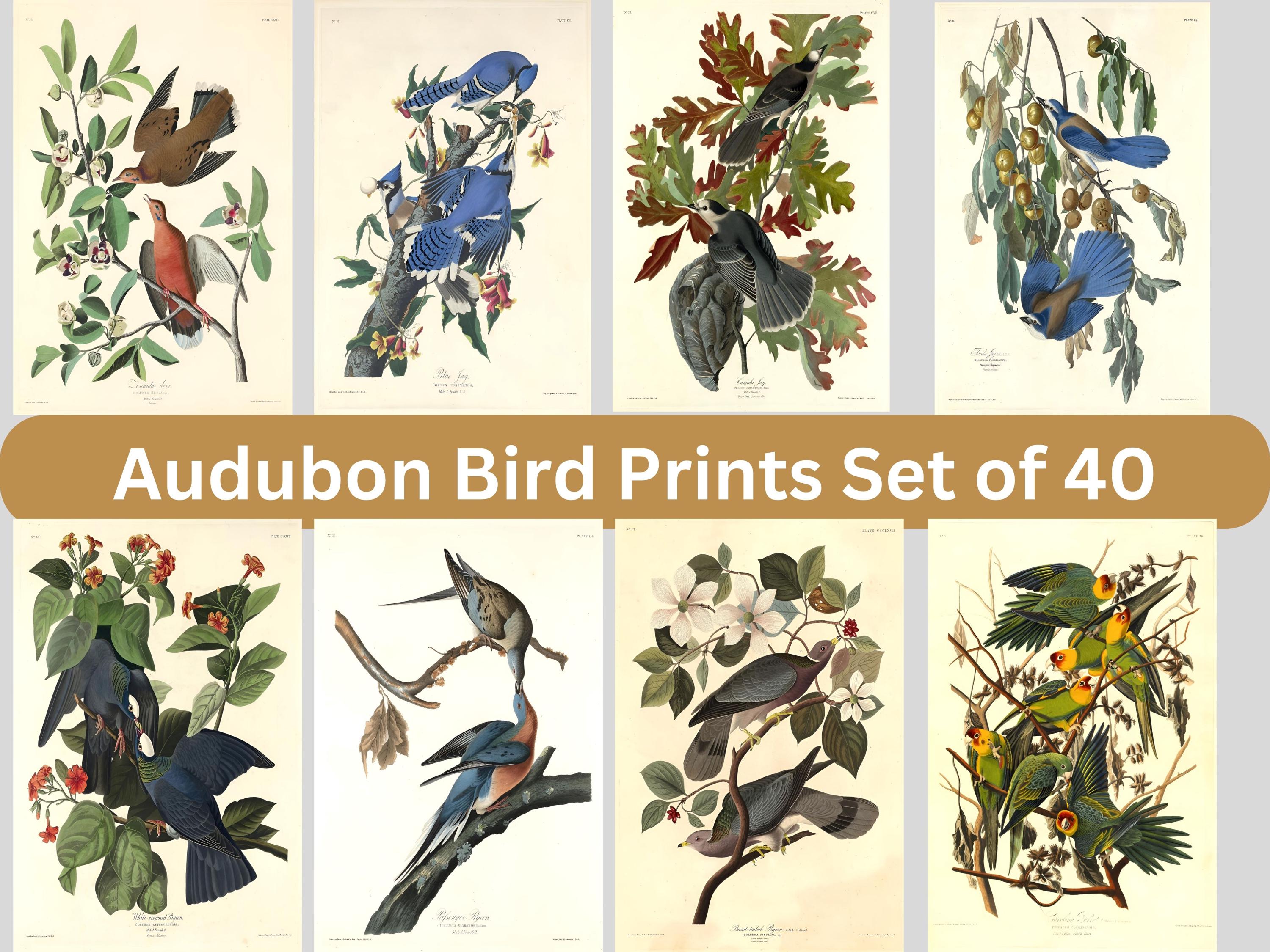 Audubon Bird Prints: Vintage Gallery Wall Art Set of 40 (digital ...
