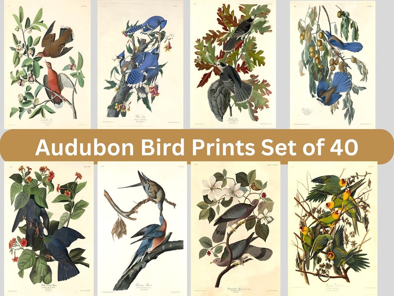 Vintage Audubon Birds Prints Set Flamingo Poster, Audubon Seabirds ...