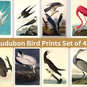 Vintage Audubon Birds Prints Set Flamingo Poster, Audubon Seabirds PRINTABLE Vintage Photo Poster Wall Art Gift Decor Digital Download 78
