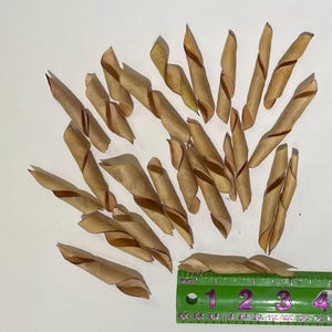 Desert Bird of Paradise Caesalpinia gilliesii spiral seed pods 25 Natural pods