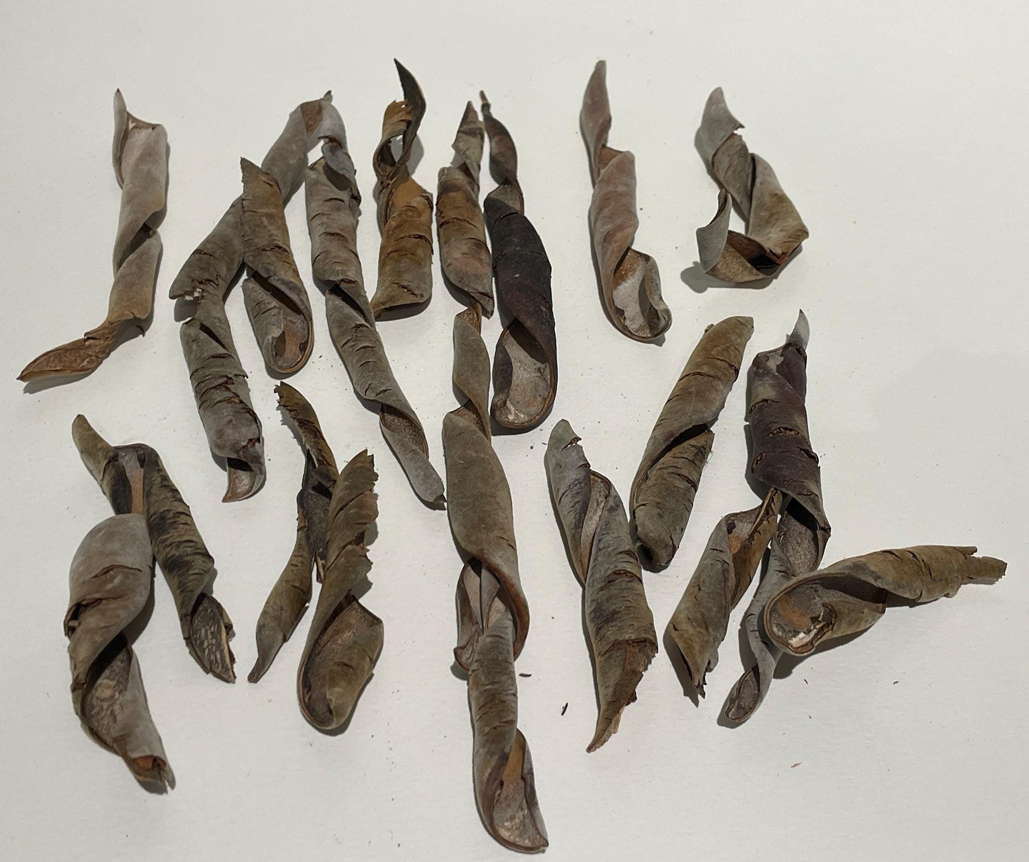 Twisted Wisteria Seed Pods Natural Desert Garden Spirals Craft twisted-wisteria-seed-pods-natural-desert-garden-spirals-craft