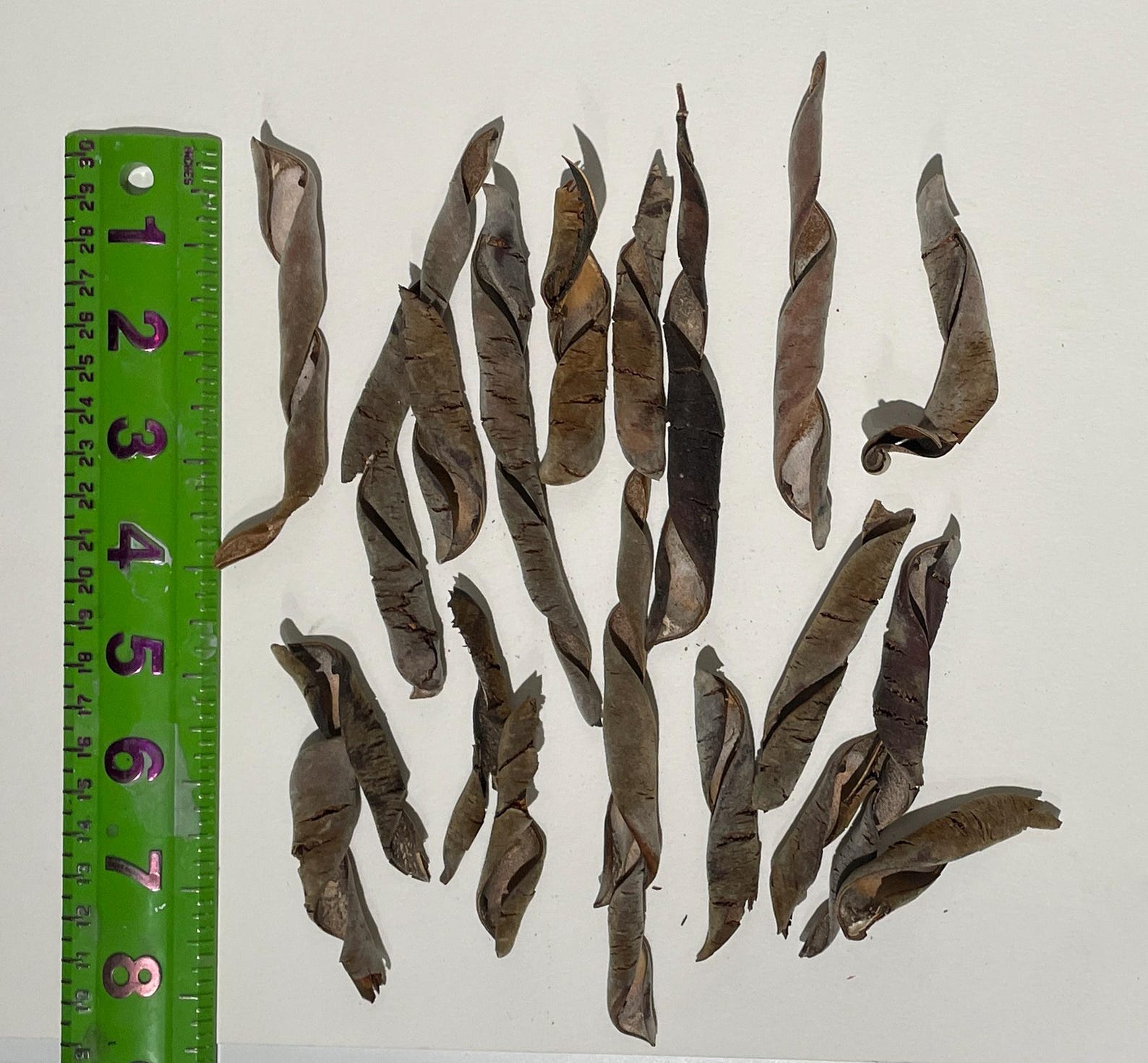 Twisted Wisteria Seed Pods Natural Desert Garden Spirals Craft twisted-wisteria-seed-pods-natural-desert-garden-spirals-craft