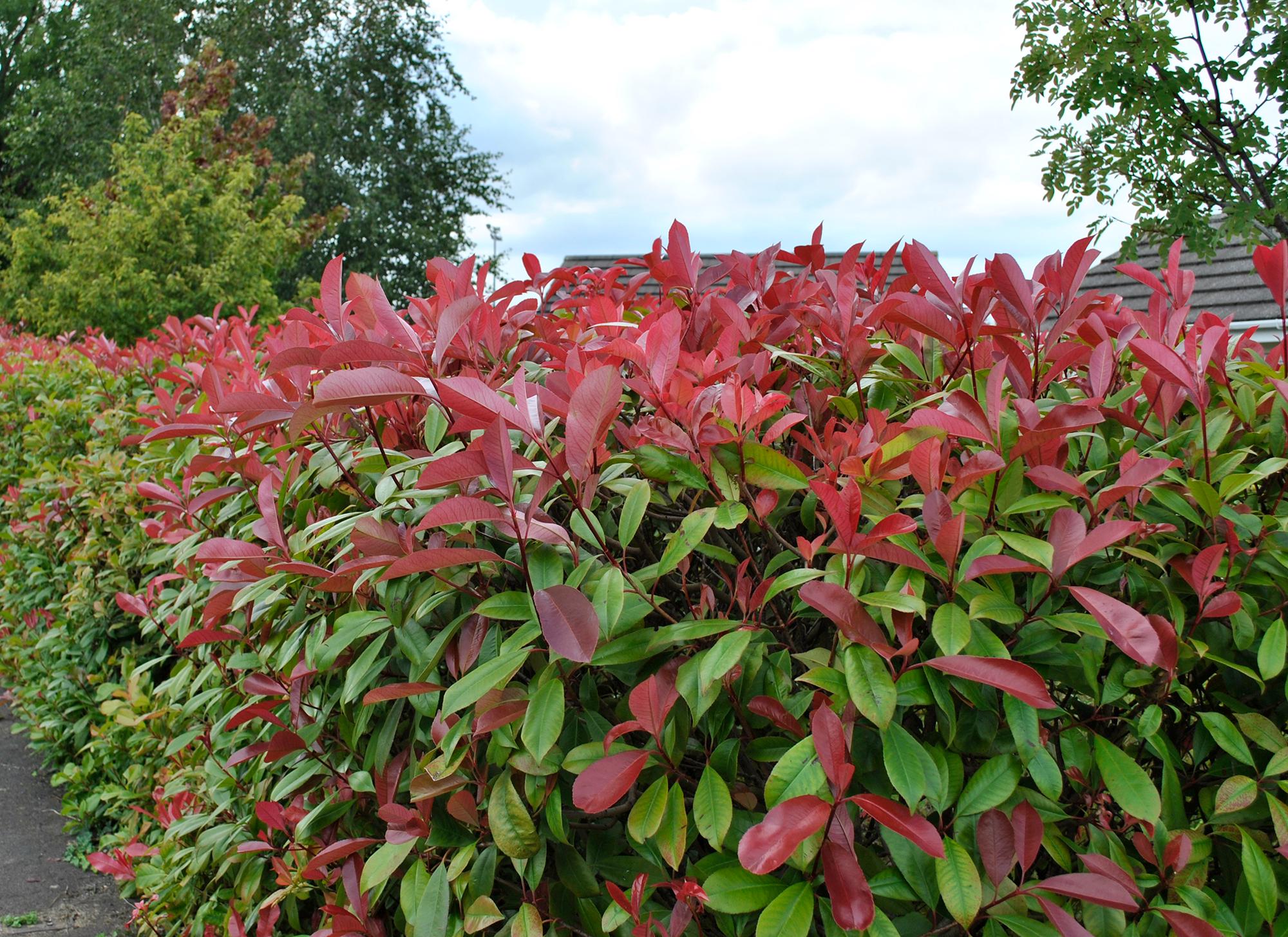 Red Robin Red Tip Photinia 8 Cuttings for Propagation - Etsy