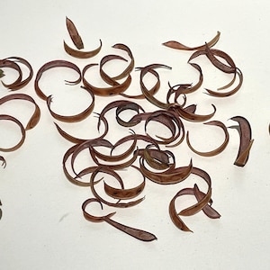 Fairy Duster Pod Curls Naturally dried 50 count