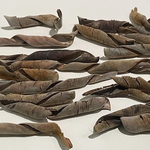 Wisteria seed pods Twisted by nature Spiral pods various sizes 20 pods