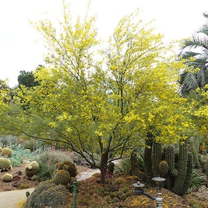 Palo Verde &#39;Desert Museum&#39; thornless tree 20 seeds Desert Native tree 2025 harvest