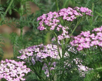 Yarrow – Oertel’s Rose  5 Live Plants - Bare root  Attracts Butterflies & Drought Resistant