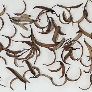 Oleander Nerium naturally dried seed pods 30 clusters