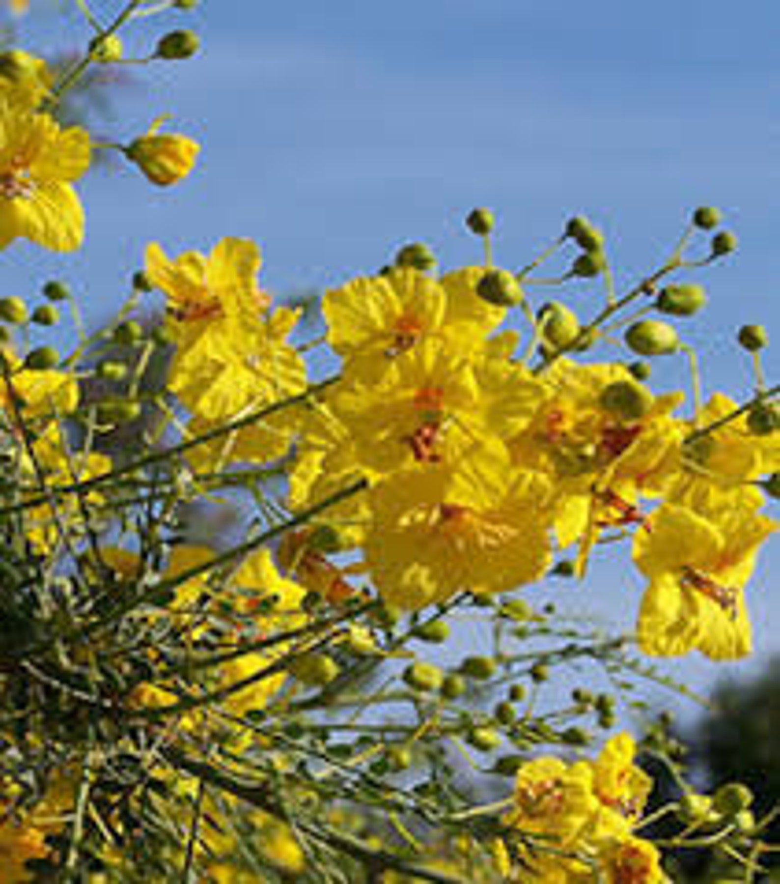 Palo Verde 'desert Museum' Thornless Tree 20 Seeds Desert Native Tree