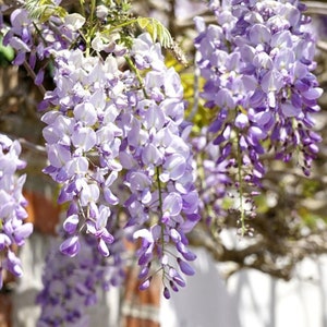 Wisteria floribunda Japanese wisteria 8 Cuttings for propagation | Purple FALL SHIPPING