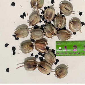 Red Yucca seed pods naturally dried Various sizes 16 count +