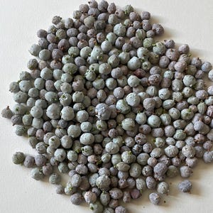 Fresh Juniper Berries Mature Wildcrafted Juniperus californica