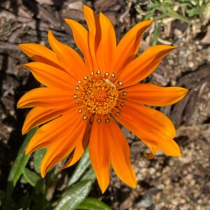 Gazanias! Orange | Perennial | 3 Live Plants bare root| Attracts Butterflies, Bees & Drought Resistant