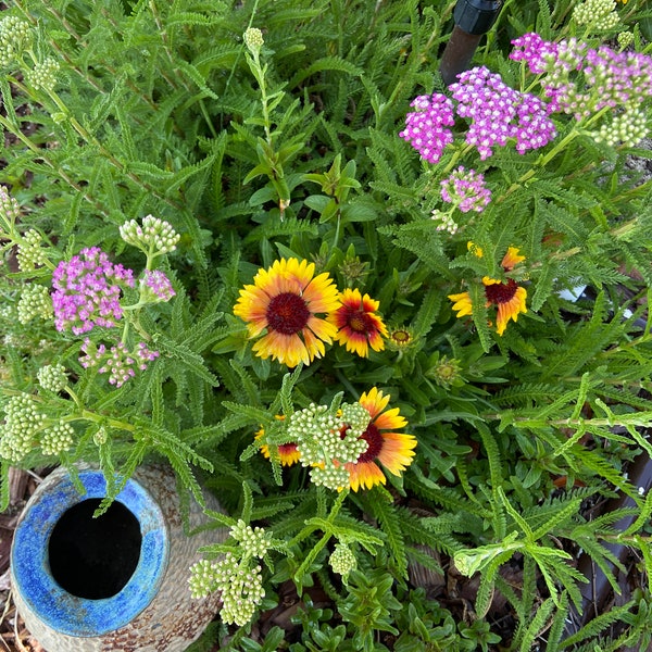 Gaillardia Aristata “Arizona Sun” | Perennial | 5 Live Plants bare root| Attracts Butterflies, Bees & Drought Resistant