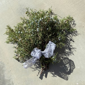 1+ pounds Fresh Juniper californica Fresh branches with berries 15&quot; Branches Holiday Greenery Order now for Christmas decorating