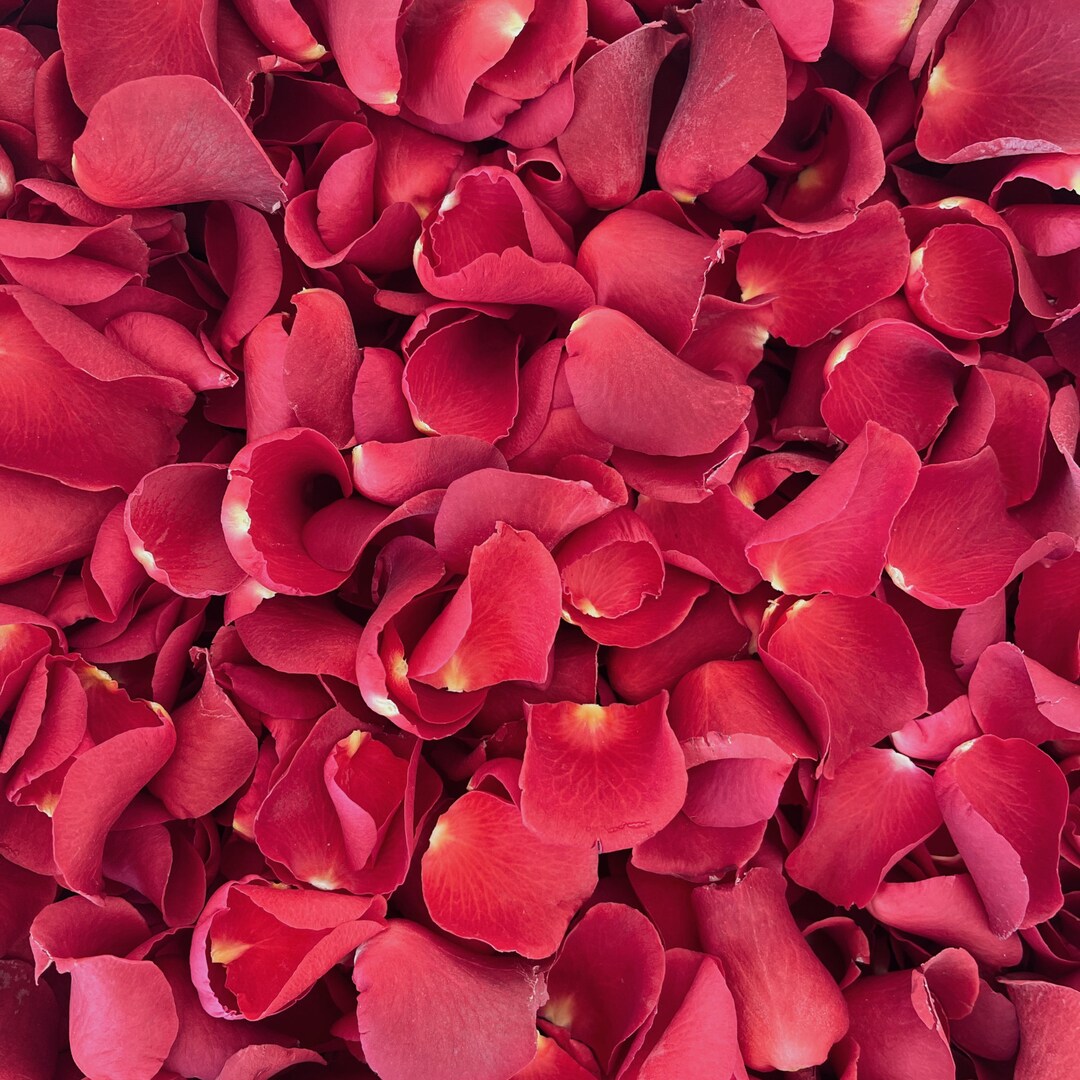 Luxurious Rose Petal Wedding Confetti Large Rose Petals Etsy Australia