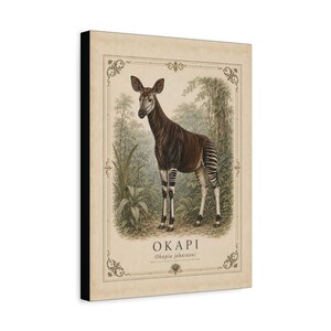 Könnte beinhalten: Ein rechteckiger Wandkunstdruck mit einer Illustration im Vintage-Stil eines Okapis, das in einem Wald steht. Das Tier hat einen dunkelbraunen Körper mit weiß gestreiften Beinen. Der Text OKAPI und Okapia johnstoni steht unter dem Tier.