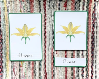 Parts of a Flower Montessori Three Part Cards, Nomenclature Cards, Early Education Handmade Printables, Digital Download