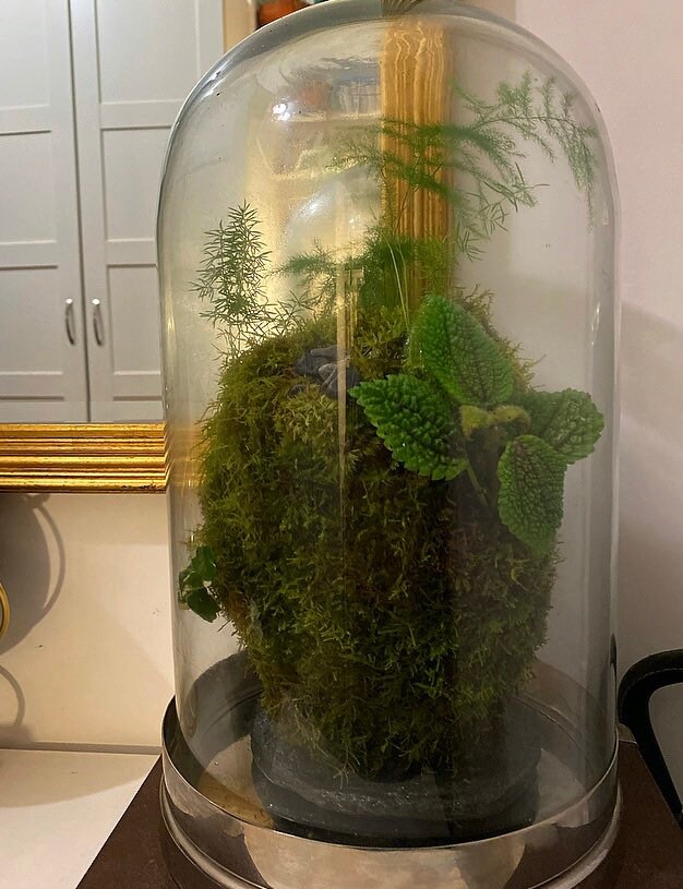 Sculpture Végétale Dans Sa Cloche en Verre