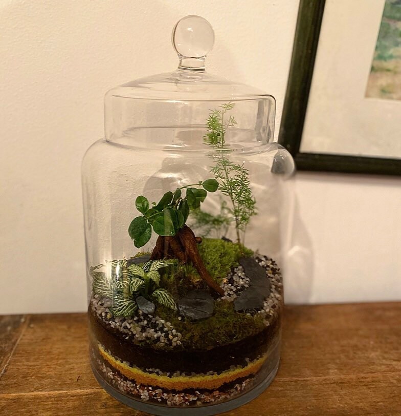 Terrarium Bocal en Verre Ficus et Mousse Végétale