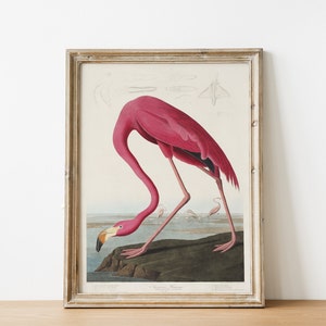 Flamingo Print — Audubon Birds of America — Digital Download - PRINTABLE WALL ART