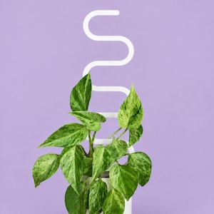 May include: A white, serpentine-shaped plant trellis stands vertically in a white cylindrical pot. A variegated pothos plant with green and light green heart-shaped leaves grows around the structure, with its stems supported by the curves.