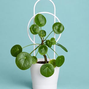 Può includere: Una pianta di Pilea peperomioides con foglie rotonde verde scuro in un vaso bianco. Un traliccio in metallo bianco con un design circolare e ad arco è posizionato dietro la pianta, fornendo supporto per i fusti e il fogliame.
