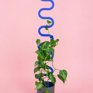 Könnte beinhalten: Ein leuchtend blaues, schlangenförmiges Pflanzenspalier steht vertikal in einem dunkelgrauen zylindrischen Topf. Eine grün-gelb panaschierte Kletterpflanze windet sich um die wellenförmige Struktur, wobei ihre Stängel und Blätter nach oben wachsen.
