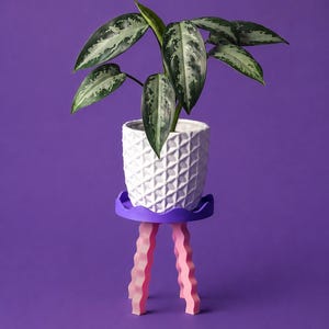 May include: A white ceramic planter with a geometric diamond pattern holds a variegated green and silver houseplant. The planter rests on a small, round purple table with three wavy, light pink legs against a solid purple background.