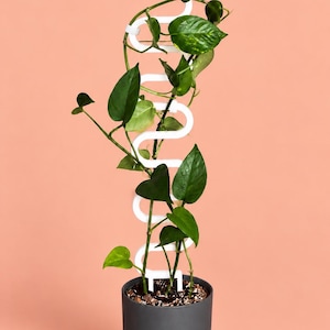 SPRING+ | Modulär växtspaljé - Upp till 61 cm! / Stöd som växer med din växt / Gratis kardborreband, många färger / v1