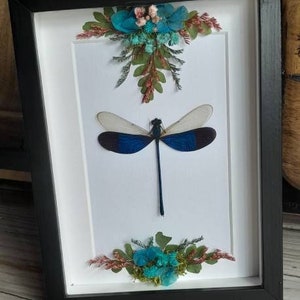 Neurobasis Kaupi, real dragonfly, framed insect specimen, flower art, home decor, unique gifts, shadowbox,