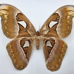 Könnte beinhalten: Ein brauner und weißer Schmetterling mit großen Flügeln und komplizierten Mustern. Der Schmetterling hat eine Flügelspannweite von etwa 25 cm.