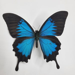 Maßgeschneidert, Papilio Ulysses, auf Bestellung gefertigt, personalisiert, Insektenrahmen