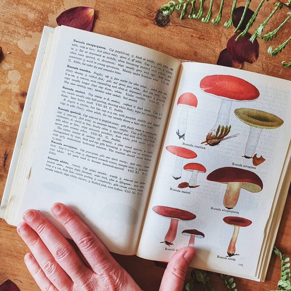 Vintage guide to mushrooms. 1970s preloved nature book on all things fungi. One for the nature lover and forager. Illustrations galore!