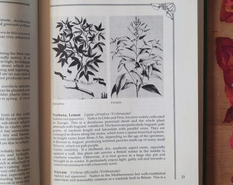 book of herbal teas & plant infusions. Recipes, culinary, and medicinal uses of herbs. A kitchen garden gem.