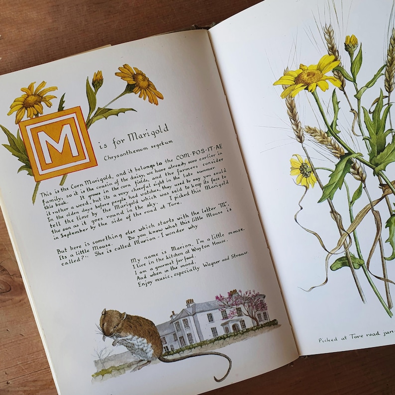 May include: Open book illustration featuring a yellow marigold flower and text. The page includes the letter "M" in a yellow square, a drawing of a mouse, and text describing the marigold.