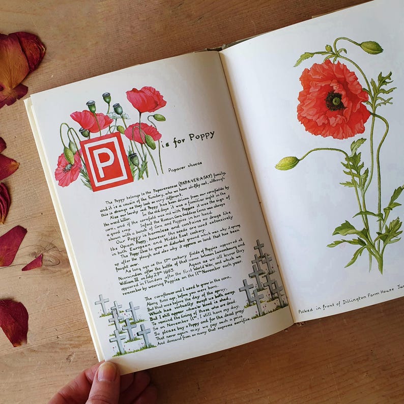 May include: An open book displays a botanical illustration of red poppies. The page features the text "P is for Poppy" with additional text describing the flower's history and significance. The artwork includes a red "P" in a white square.